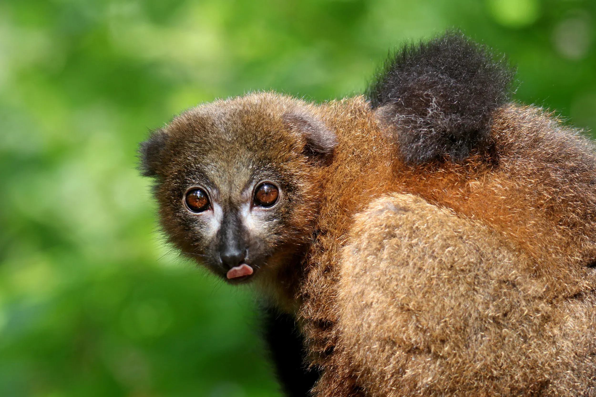 Red-bellied Lemur
