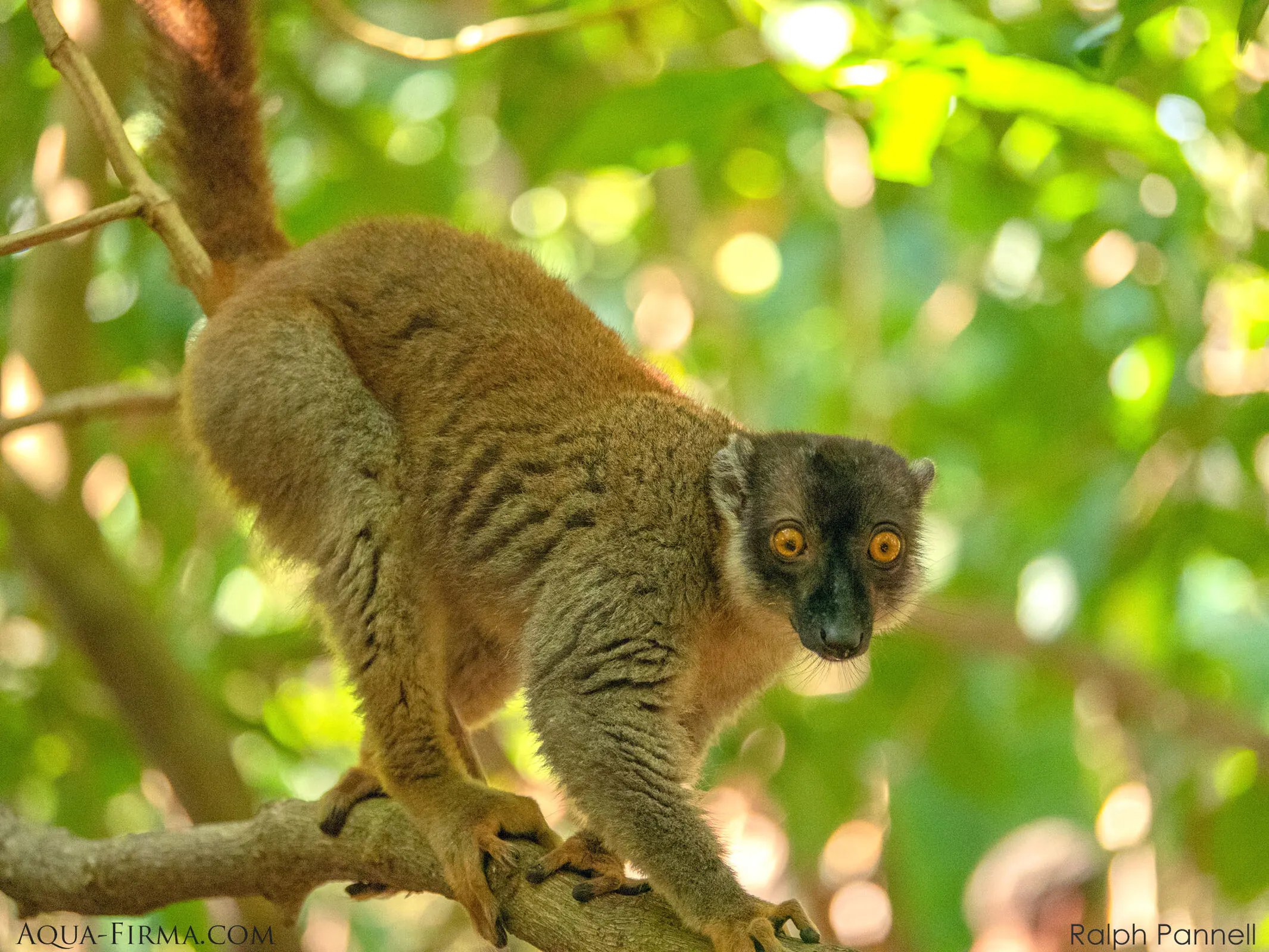 Common Brown Lemur