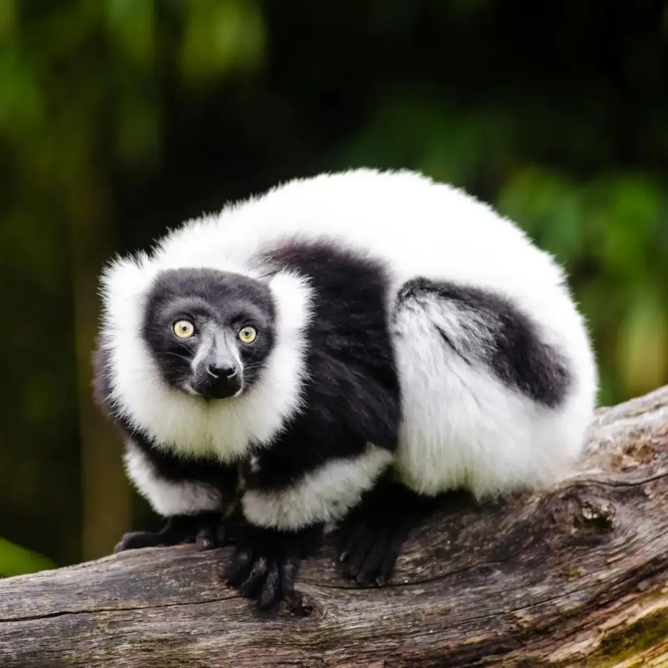 Black-and-White Ruffed Lemur