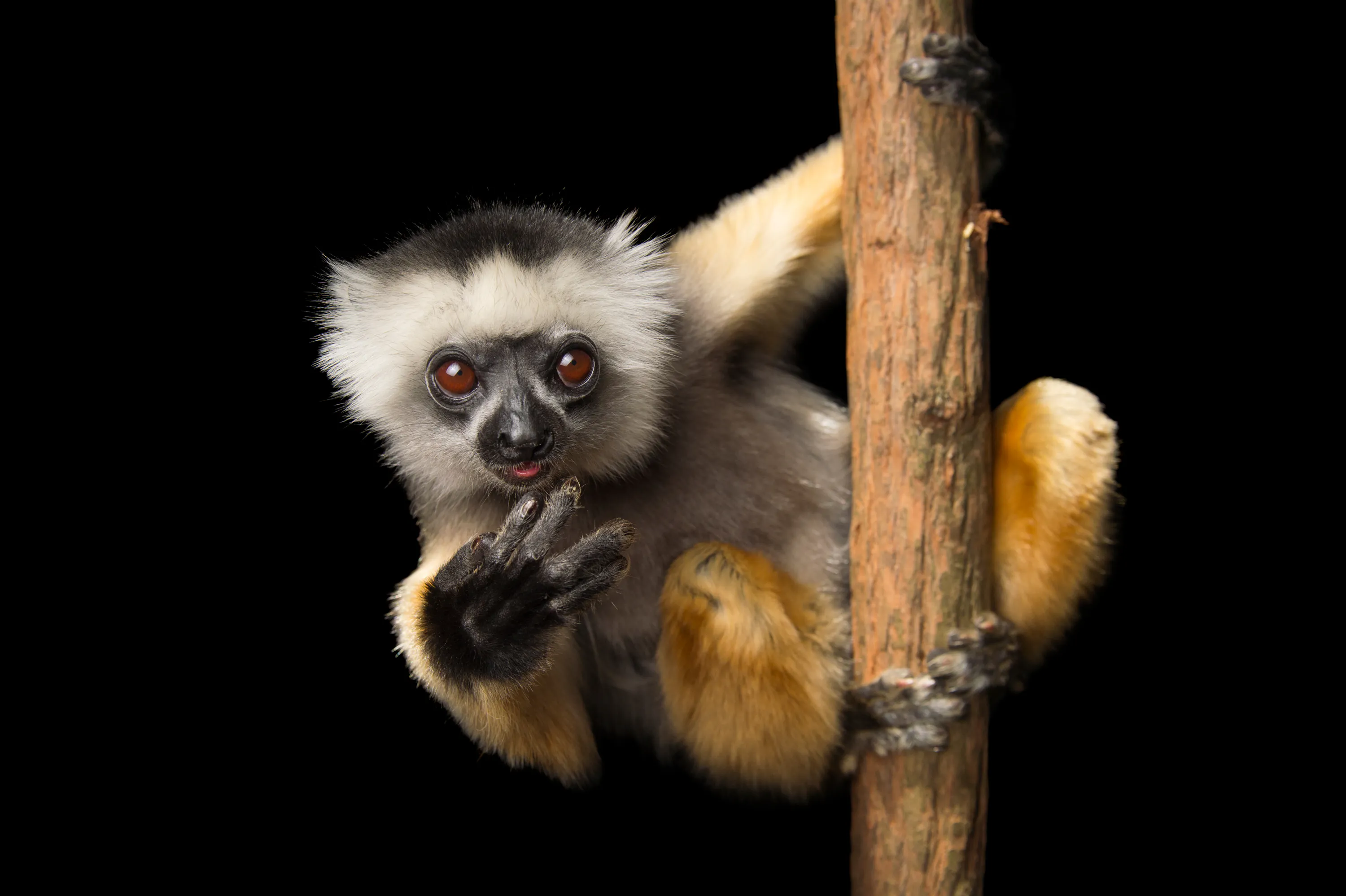 Diademed Sifaka