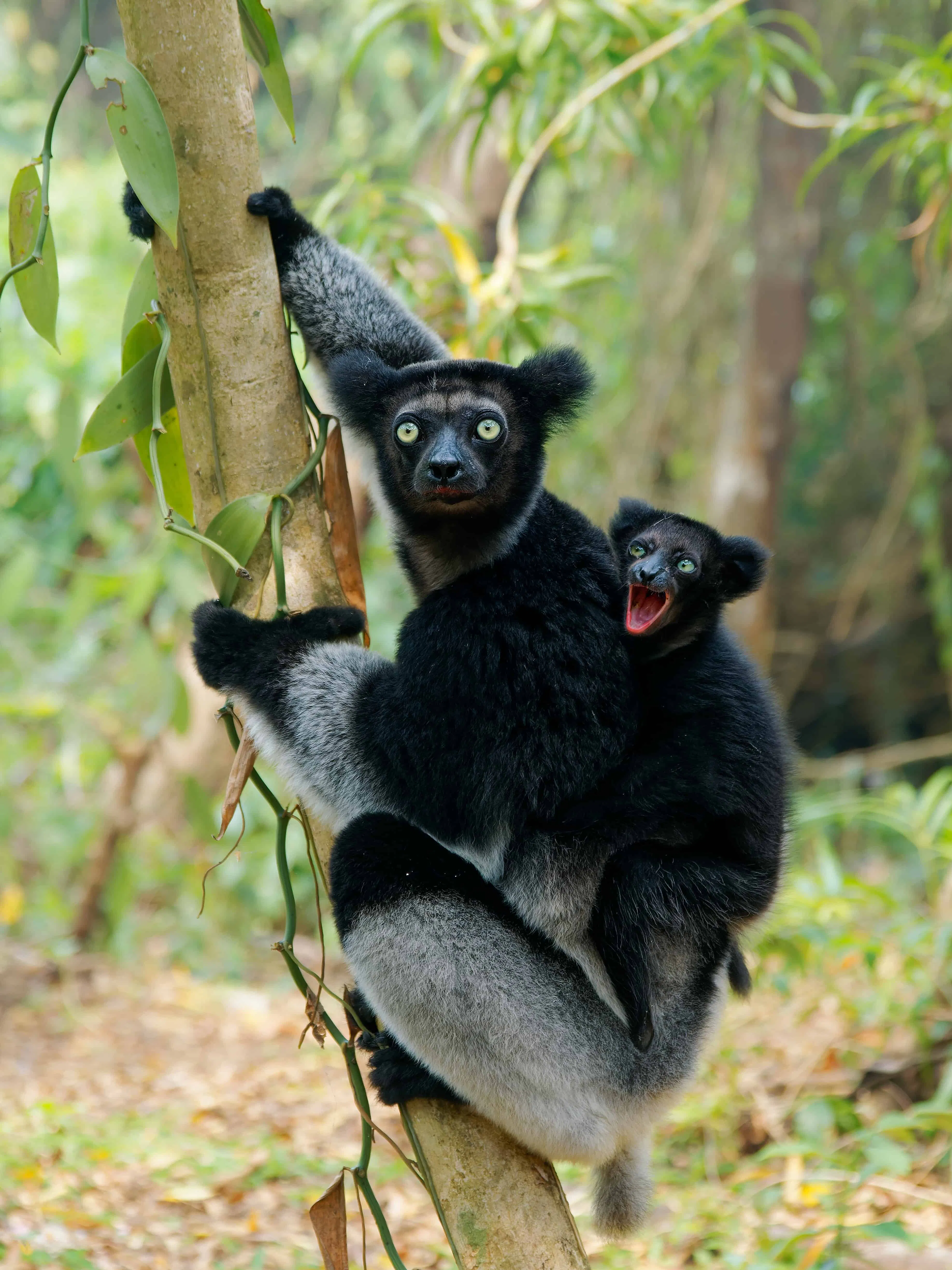 Indri (Babakoto)