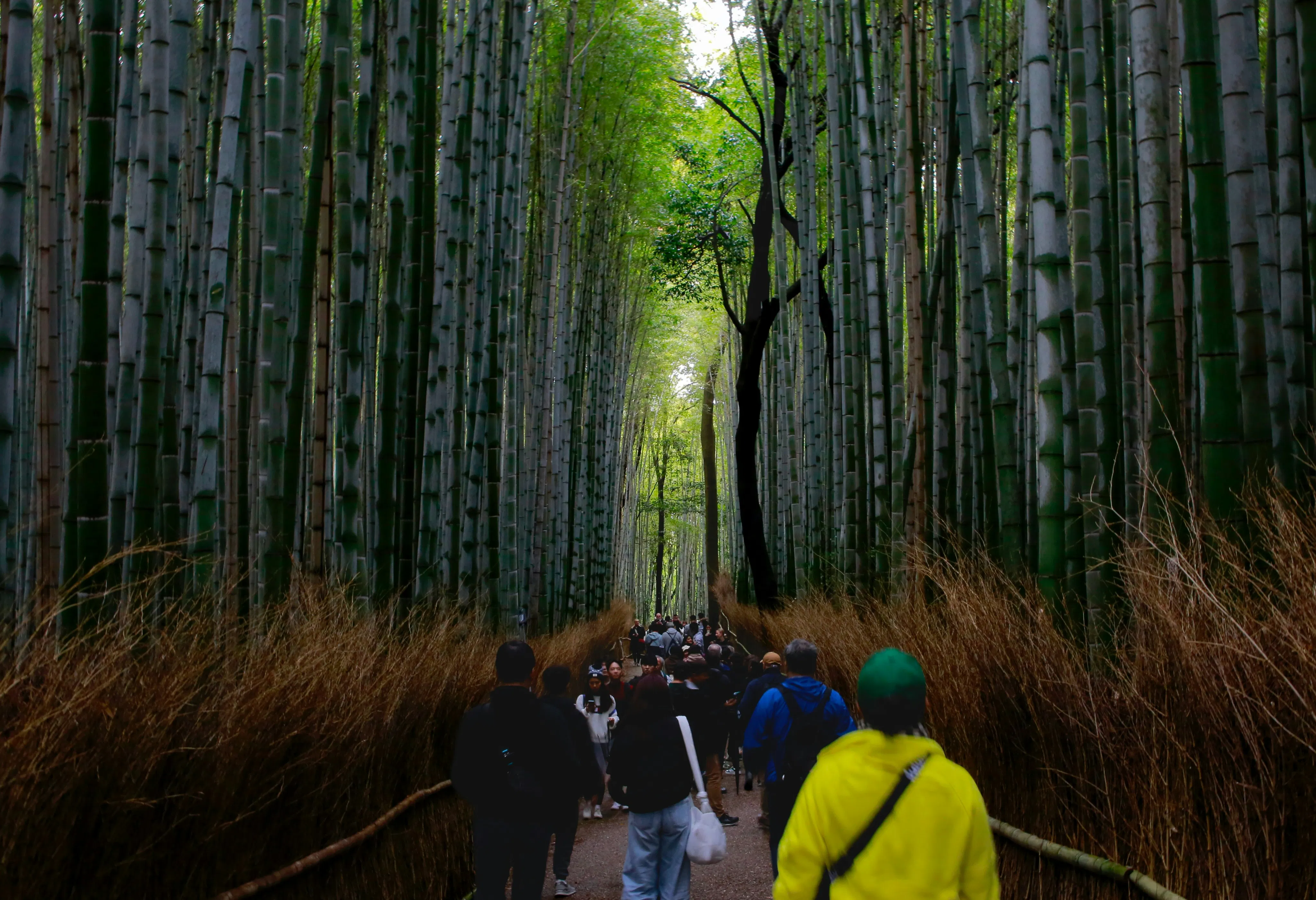 Arashiyama Bamboo Grove – Kyoto