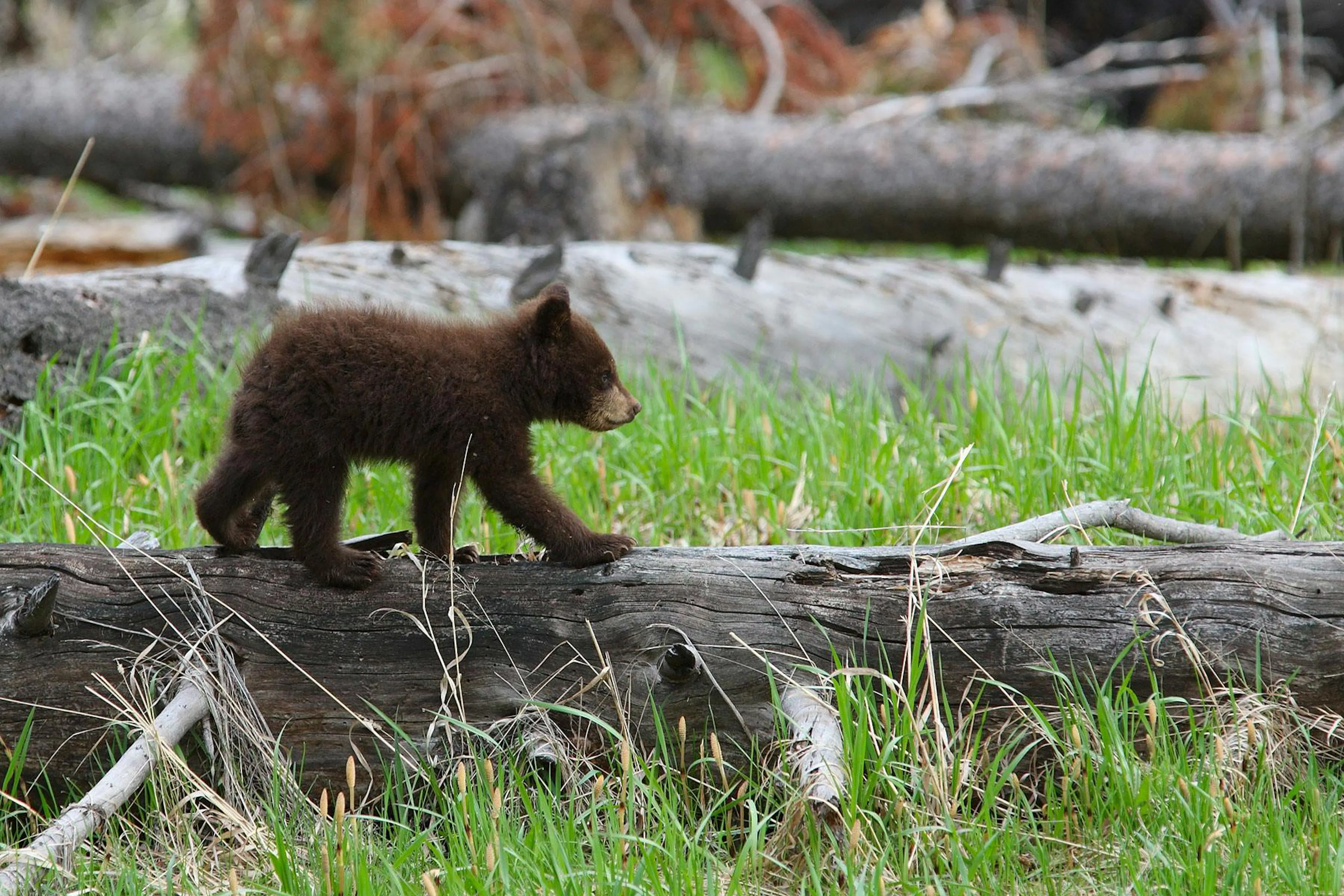 Bear cub walking on a log in Teton Valley, Idaho