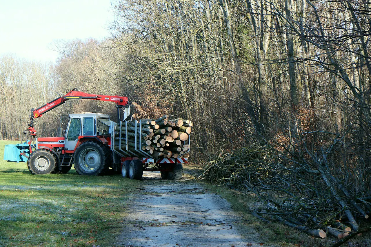 Tractor transporting logs wood beside woodland forest