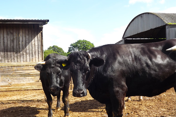 Yarde Farm cows