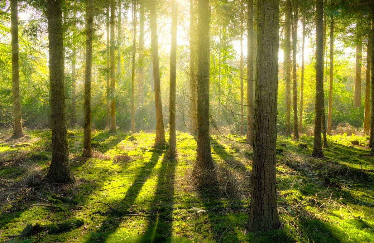 Ancient Trees & Woodland