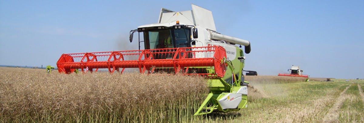 Miscanthus harvest