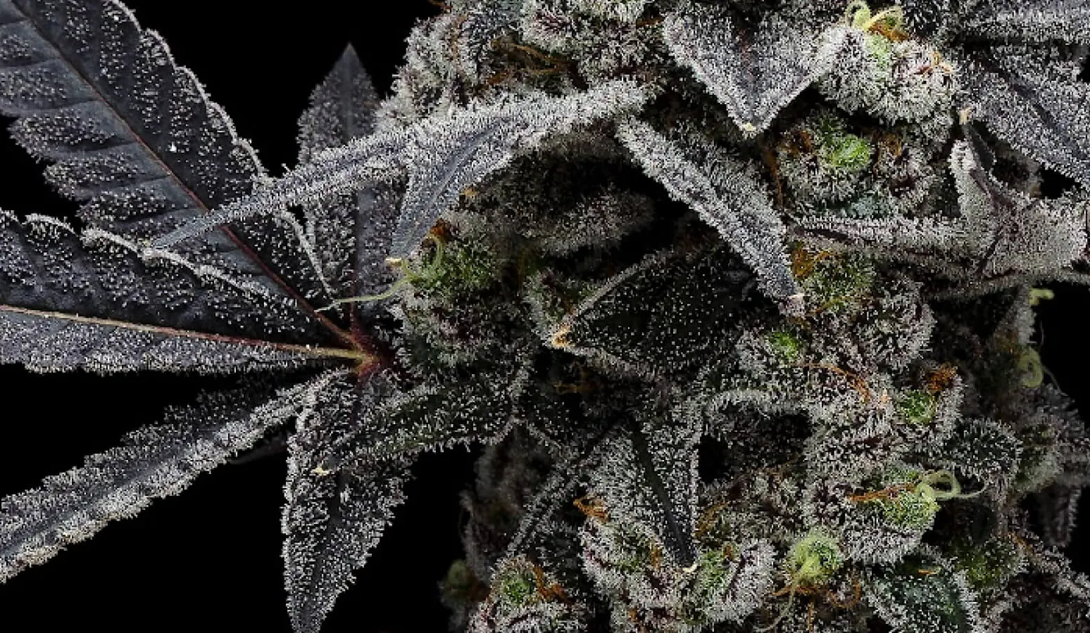 SPARC Featured Flower: Fig Farms