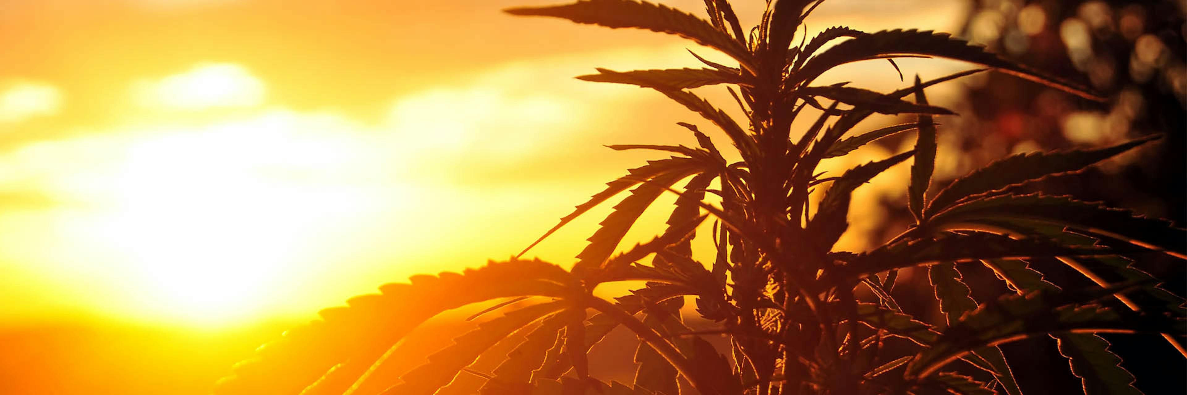 A cannabis plant with a sunset in the background