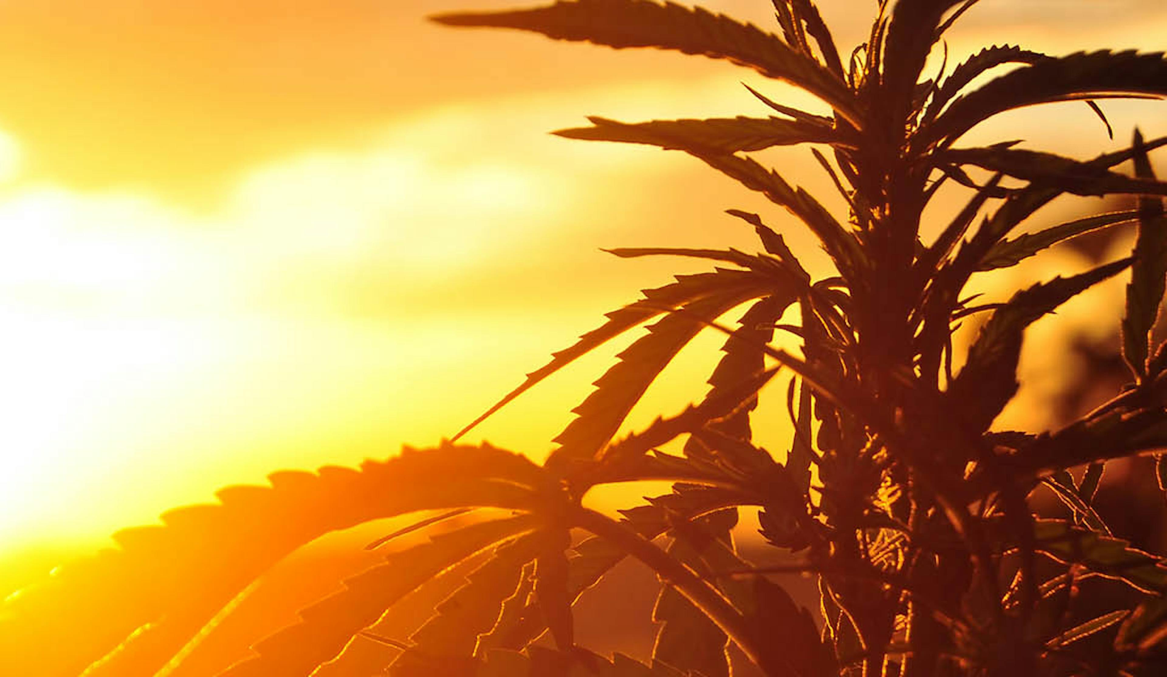 A cannabis plant with a sunset in the background