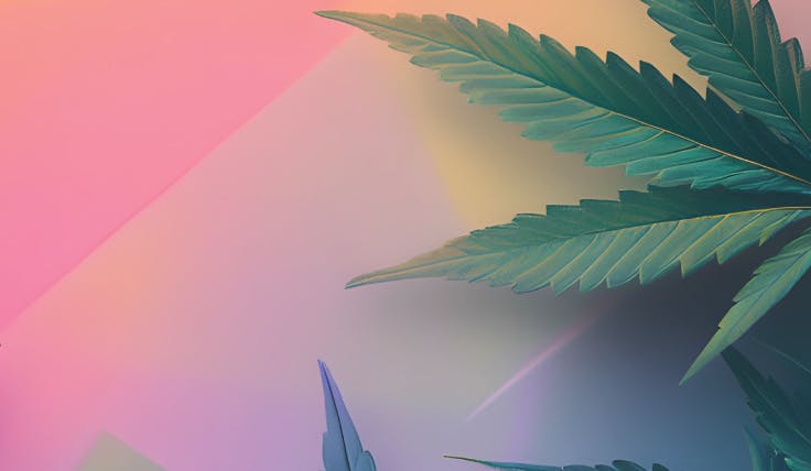 multi-lit scene with pink, green, and orange lights cast onto marijuana leaves in a very 80's aesthetic