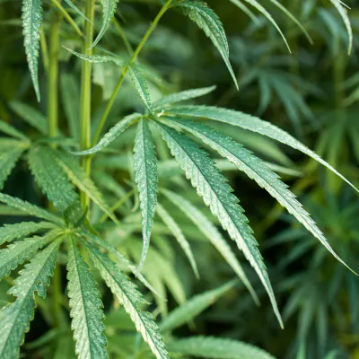 What Is Sativa? A Guide to Cannabis Sativa Effects | SPARC