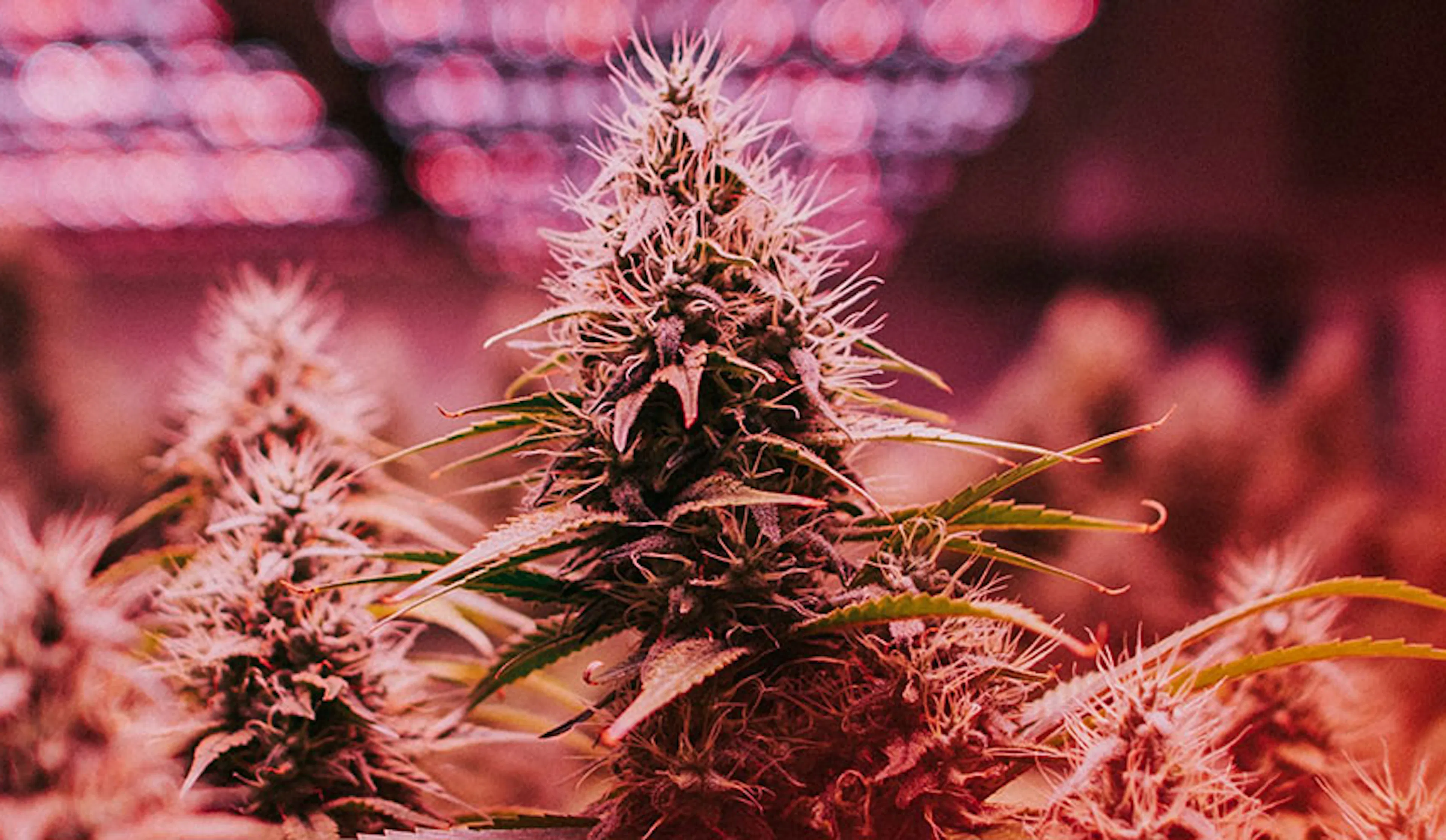 Sour Diesel Weed Strain: A Legendary Sativa | SPARC