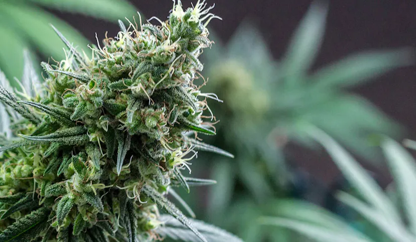 What Is Sativa? A Guide to Cannabis Sativa Effects | SPARC