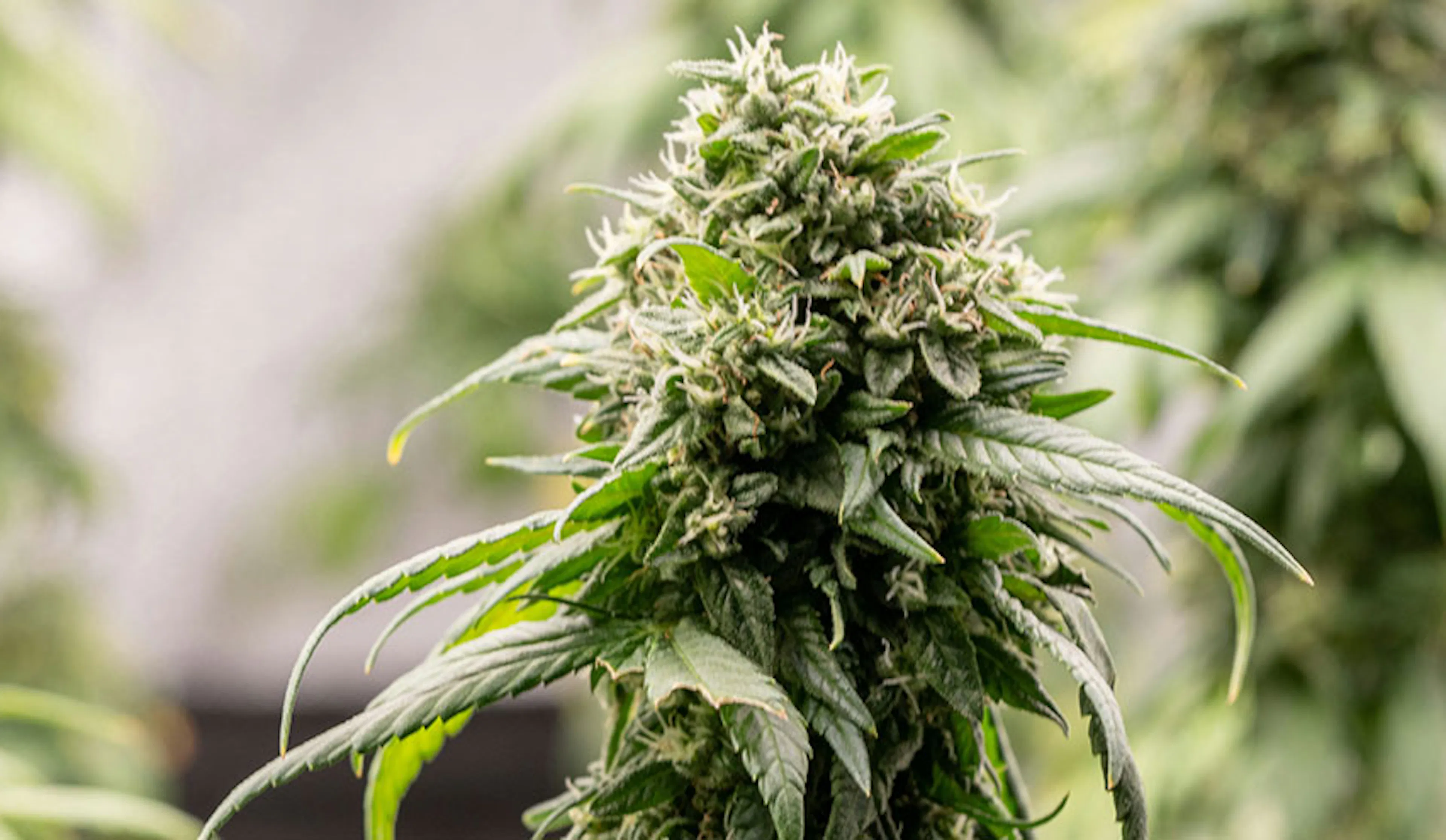 Hybrid Strains: Chill Meets Clarity | SPARC Dispensaries