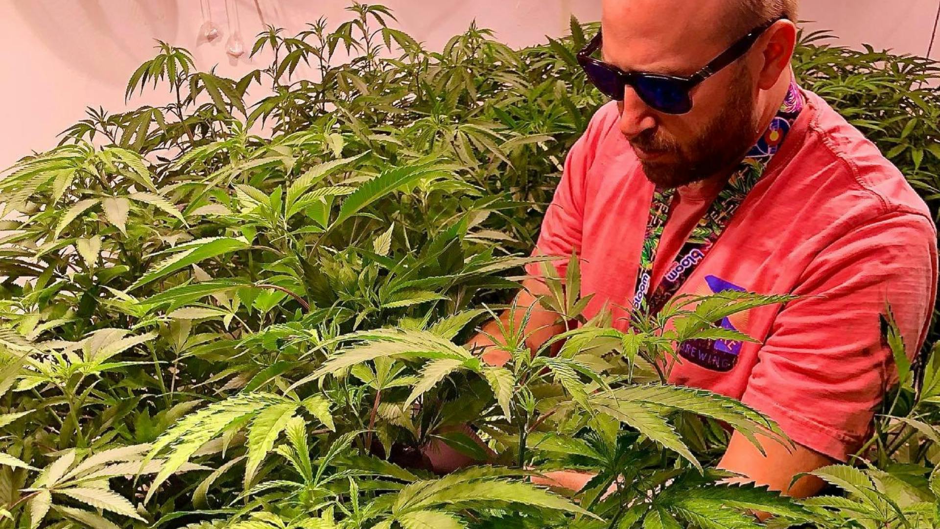 A man in sunglasses stands in the middle of thriving cannabis plants inside a grow room. The plants reach  the man's shoulders