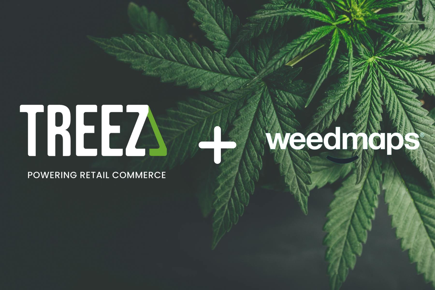 A visualization of the Treez logo and the weedmaps logo hover over cannabis leaves