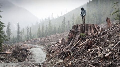 If a Tree Falls