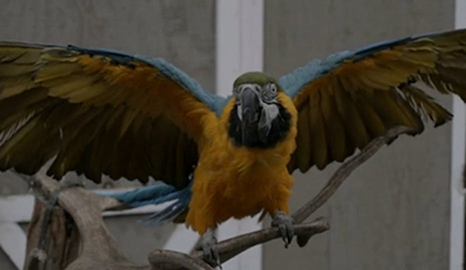 [UPDATE] Ramin Bahrani Directs Latest Sigur Rós Video