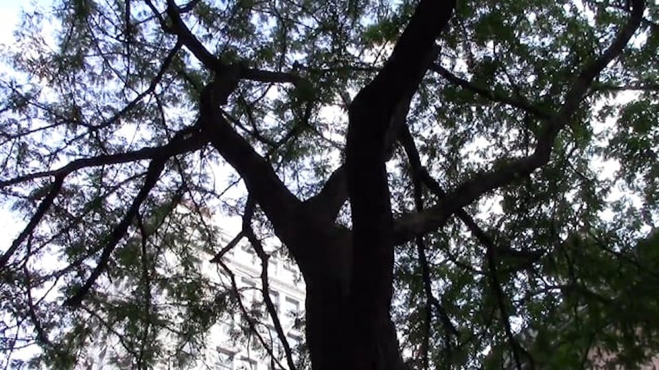 Trees Count