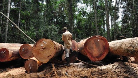 This is My Backyard: Logs of War