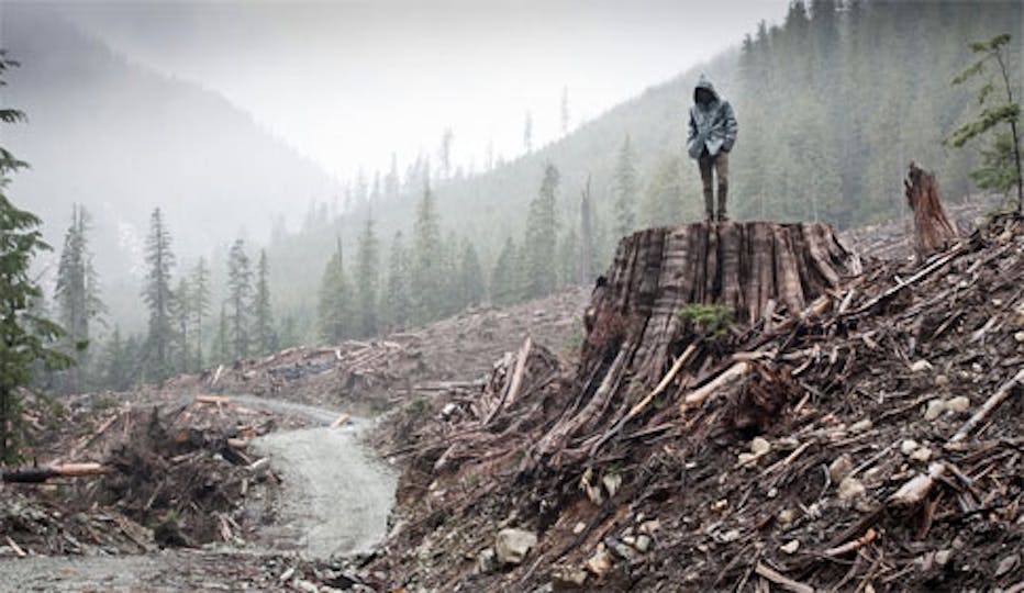 An Oscar Nomination for If a Tree Falls