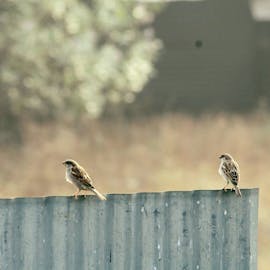 Searching for Sparrows