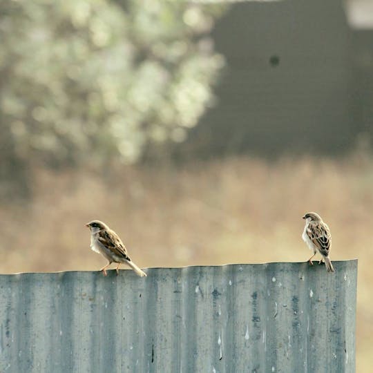 Searching for Sparrows - Tribeca Film Institute