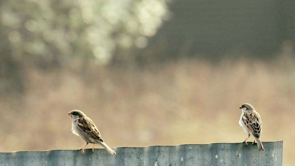 Searching for Sparrows