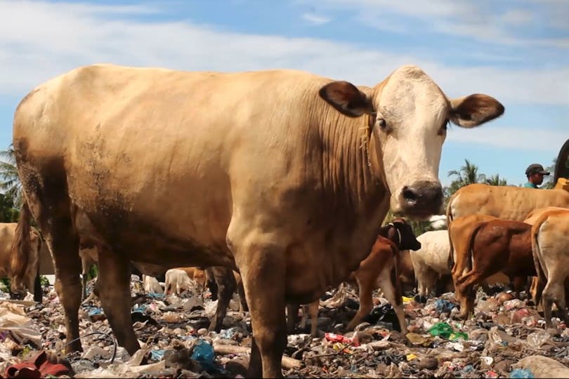 Diary of Cattle