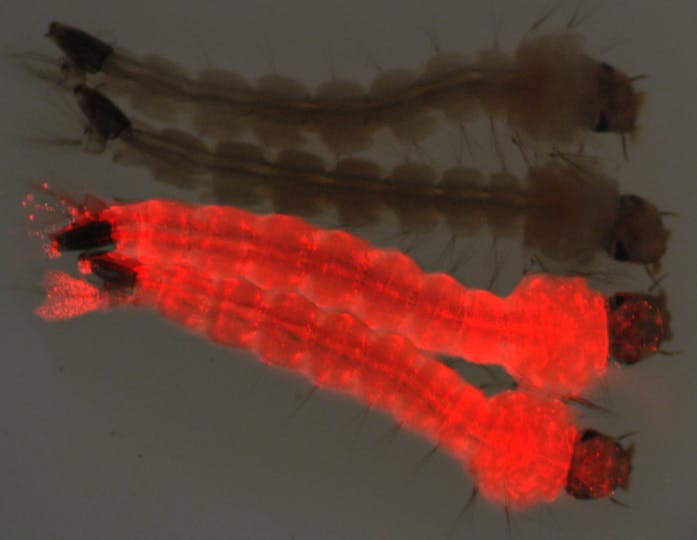 The Glowing Gene