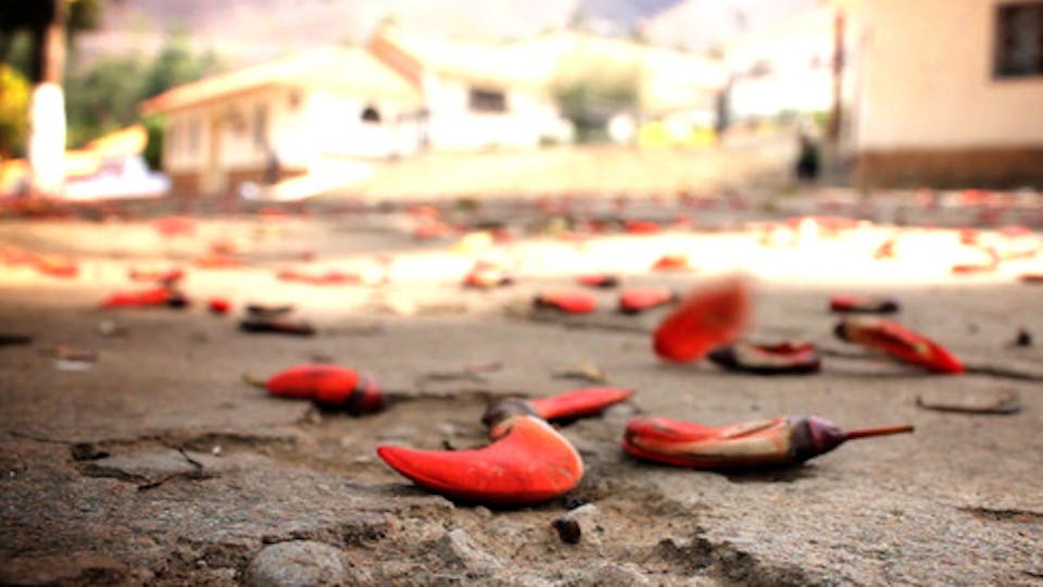 The Brittle Bones of the Dead