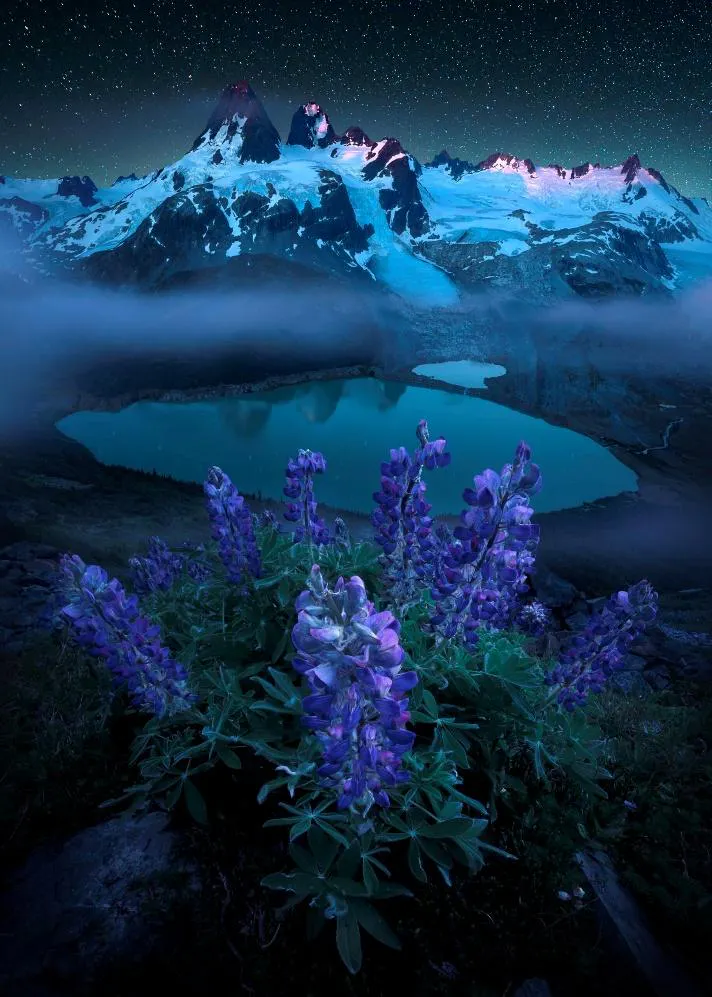 Purple lupines in front of a misty glacial lake and snowy peaks under a night sky