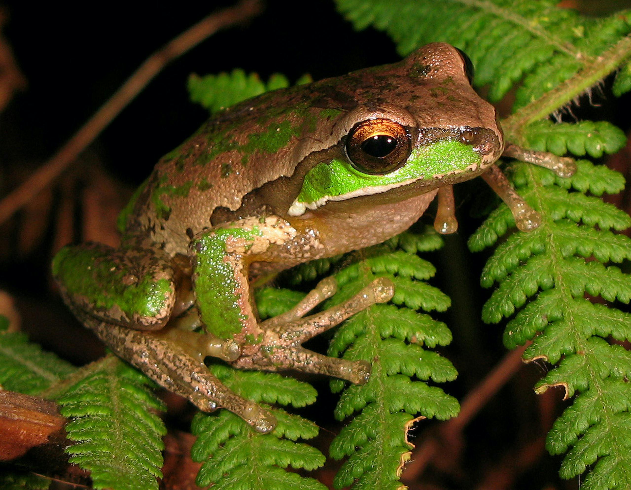 The rare, yet discovered, New England Tree frog (Litoria_subglandulosa), © LiquidGhoul, CC BY-SA 3.0, via Wikimedia Commons
