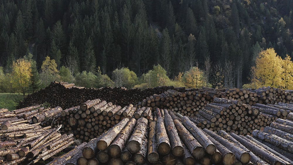 Formafantasma, Cambio, Val di Fiemme, Wood processing, 2020