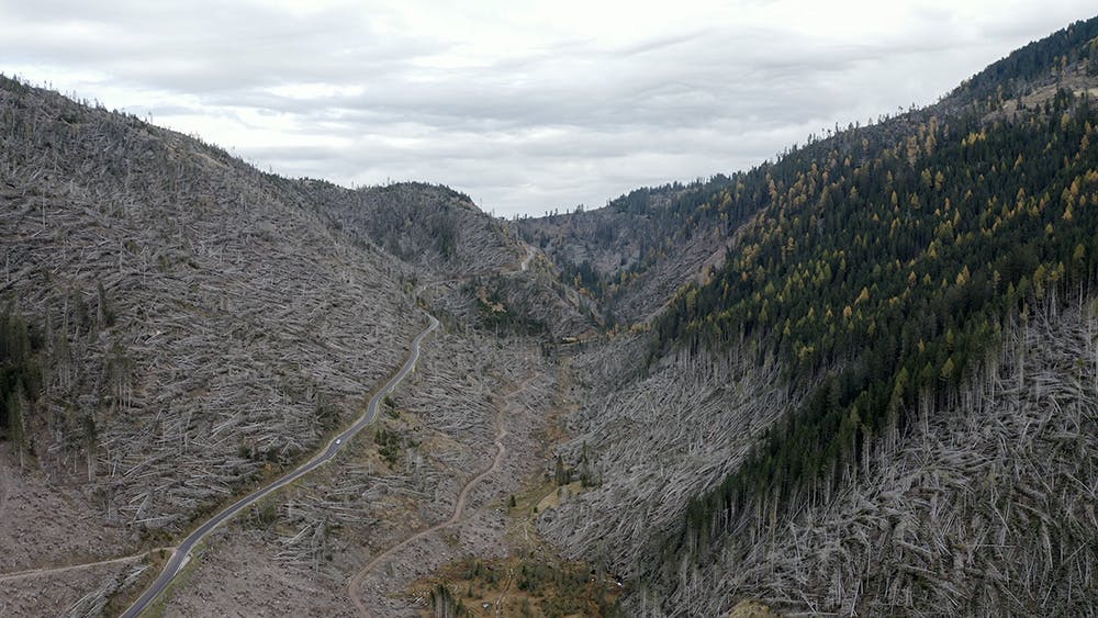 Formafantasma, Cambio, Val di Fiemme, Valley Vaia Storm