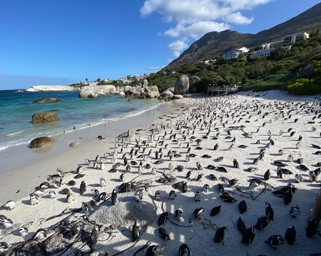 Boulders Beach, Cape Town, Africa do Sul