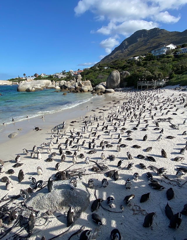 Boulders Beach, Cape Town, Africa do Sul
