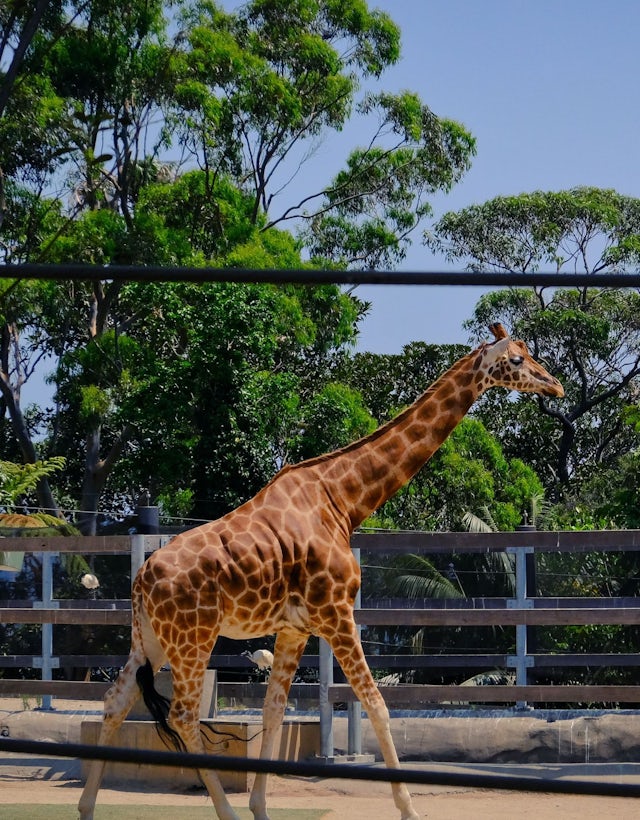 Taronga Zoo, Sydney Austrália
