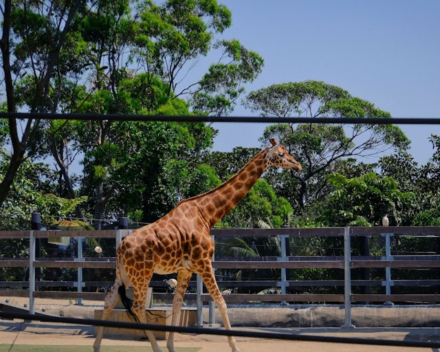 Taronga Zoo, Sydney Austrália