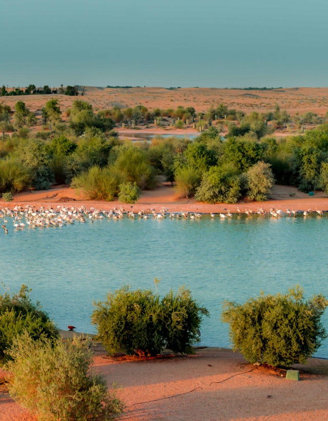 Al Marmoon, Dubai Emirados Árabes Unidos