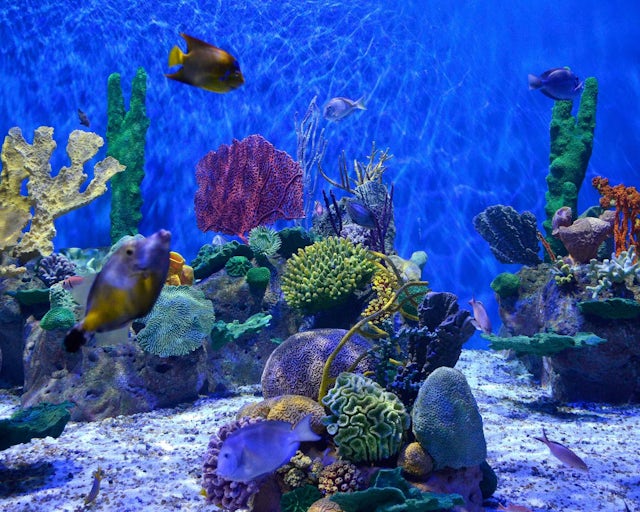 Aquario Marinho, Rio de Janeiro Brasil