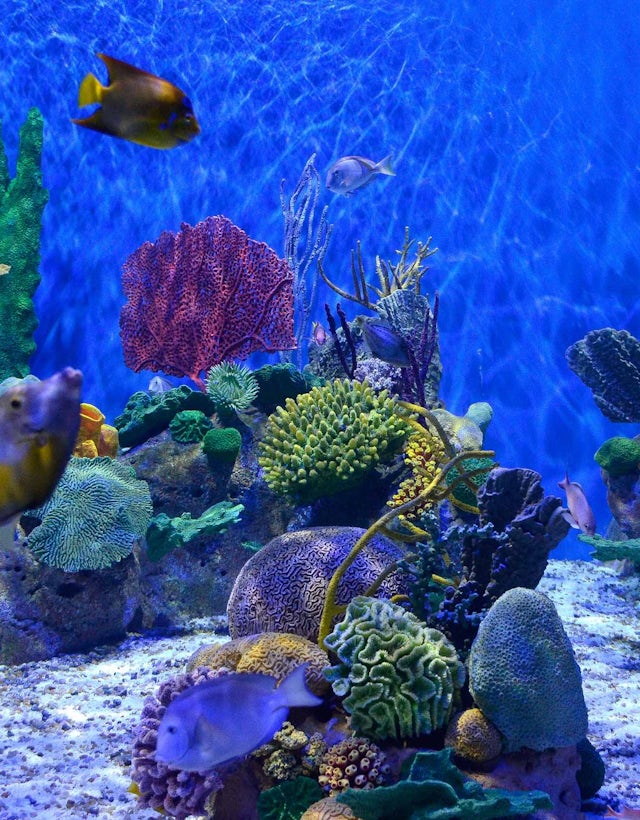 Aquario Marinho, Rio de Janeiro Brasil