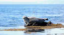 Seal sunbathing on a rock.