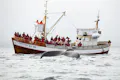 A boat with a whale swimming in front of it