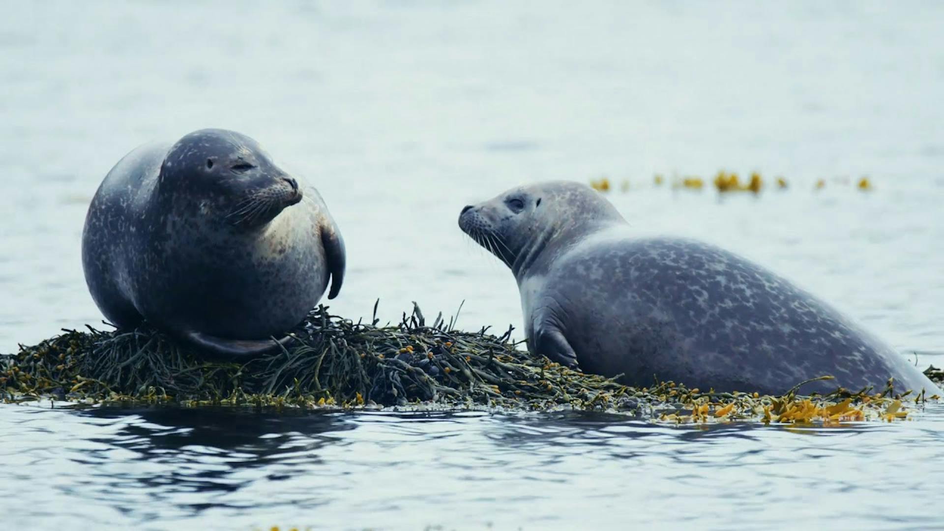 Seals colony at Ytri Tunga beach in Snaefellsnes Peninsula, Iceland.