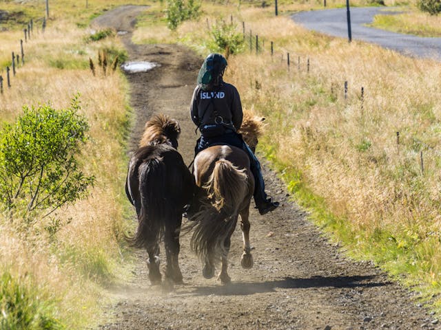A person is riding a horse with another horse in tow on a horse trail in the summertime.