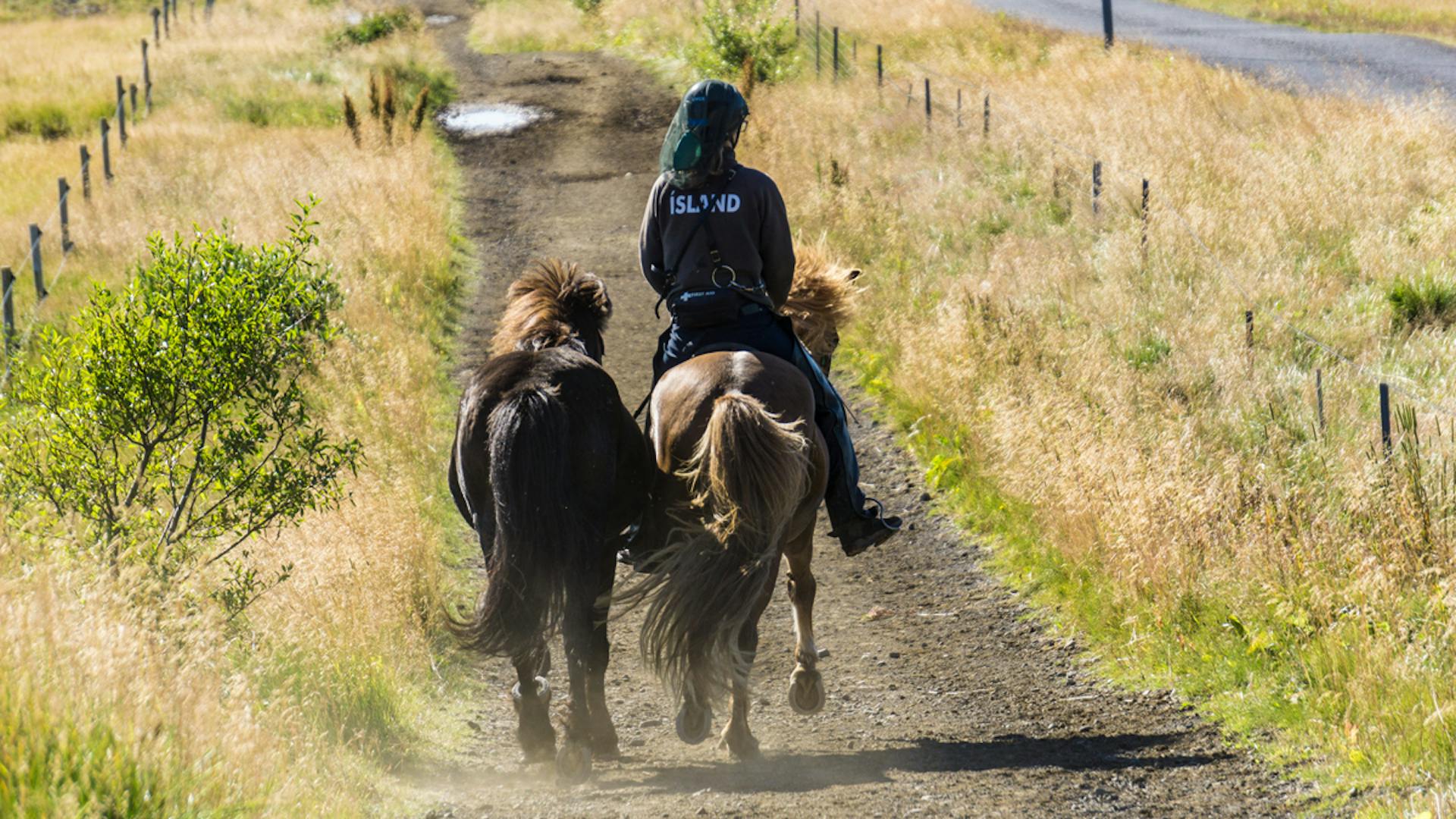 A person is riding a horse with another horse in tow on a horse trail in the summertime.