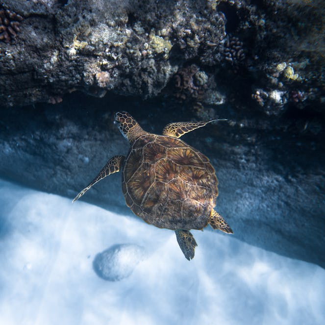 Coral reefs are divided into three types: Fringing reefs, Barrier reefs, and Atoll reefs which all require specific conditions to thrive, including shallow water, plenty of sunlight, and of course, free-swimming, reef-building corals larvae. As the coral grows over long periods, they form into a reef.