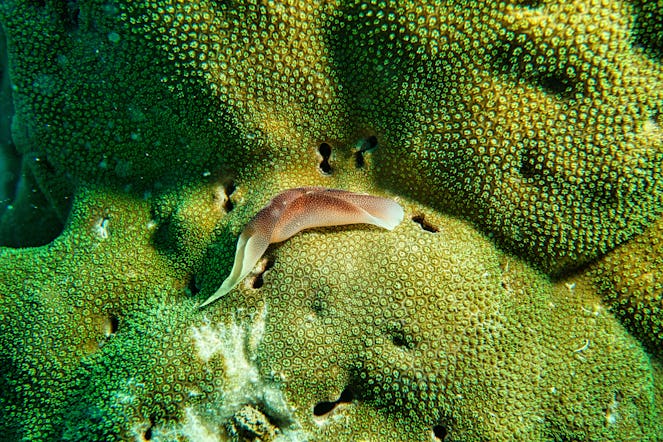 Coral Reefs are diverse ecosystems formed under tropical waters that contain so many interesting types of fish, invertebrates, and other marine life such as sea turtles, sponges, and seahorses. In fact, coral reefs, or as we like to call them, “rainforests of the sea,” are home to almost one-fourth of the total species living in the sea. But did you know that coral reefs are actually alive?In honor of Earth Day this year, dive into the wonders of coral formation with us, and learn how you can protect these beautiful underwater paradises!